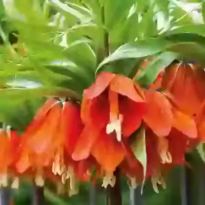 Imperialis Rubra Maxima